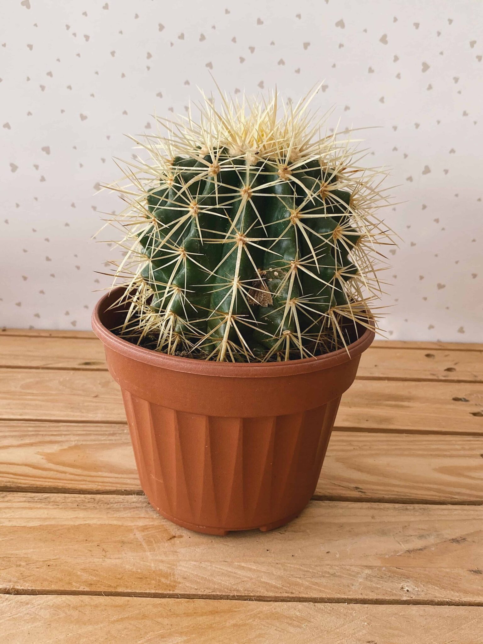 Ferocactus Grusonii S/VASO - pianta artificiale