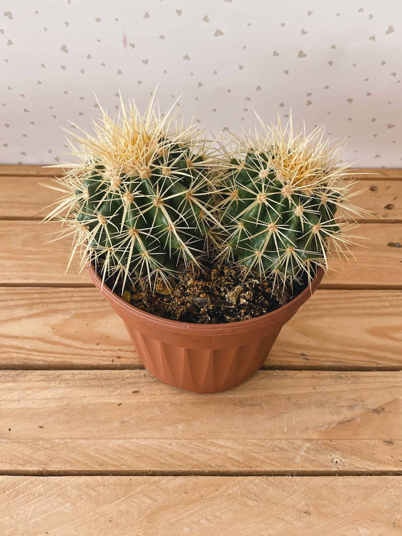 Ferocactus Grusonii S/VASO - pianta artificiale