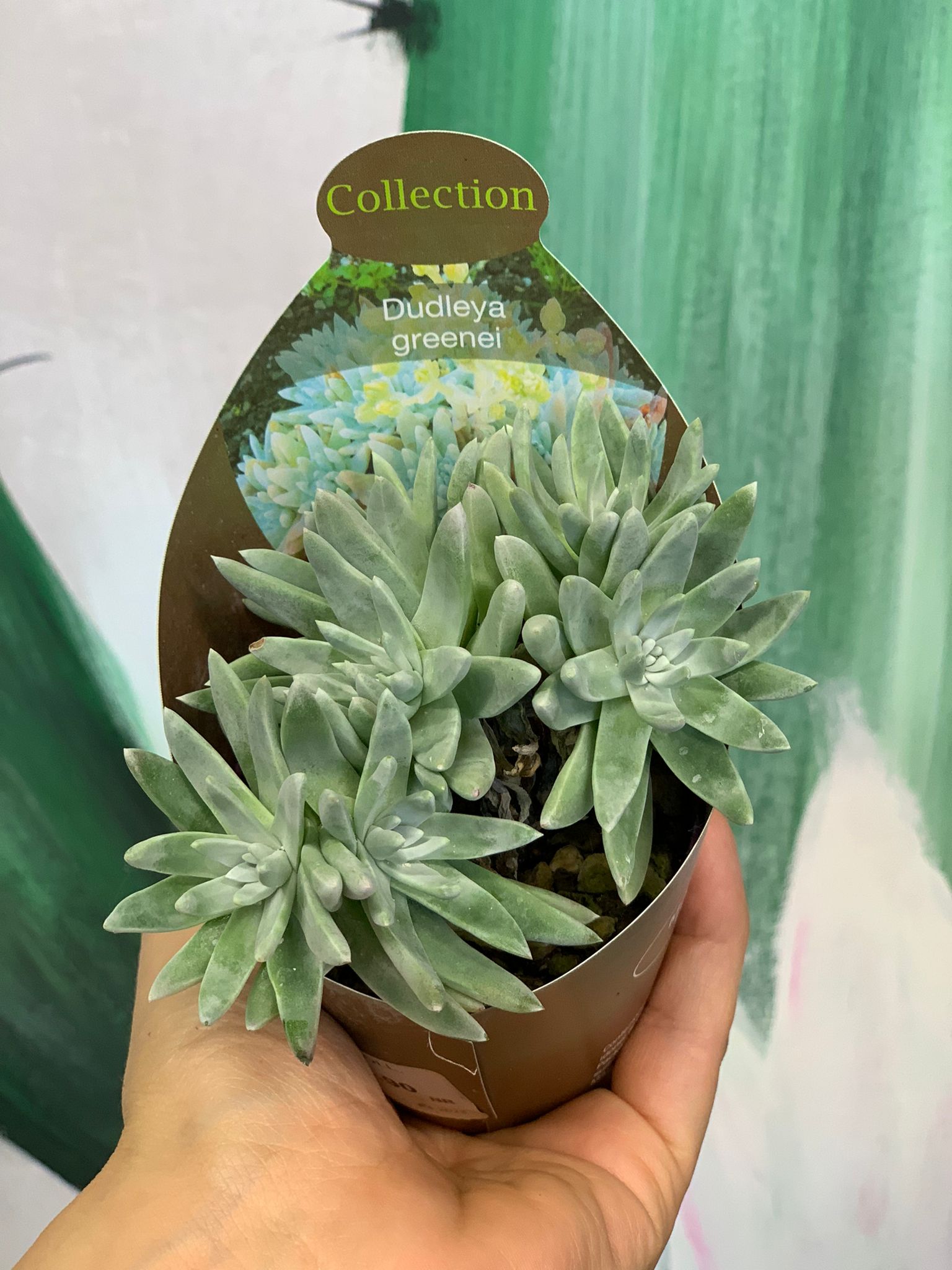 Mix Piante Grasse e Succulente Vaso 6.5 cm